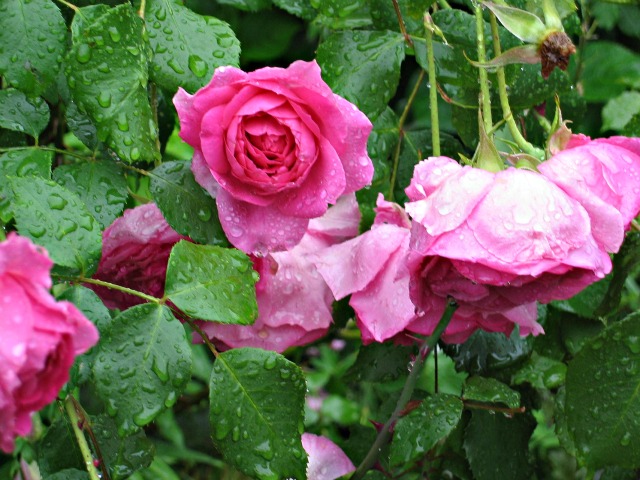 Roses up close- Sorin garden