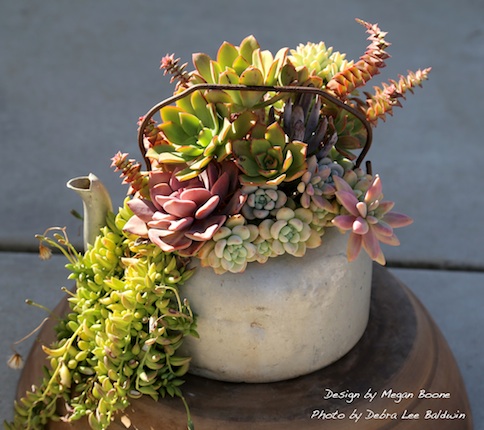 Showcase Succulents in Large Pots - Debra Lee Baldwin