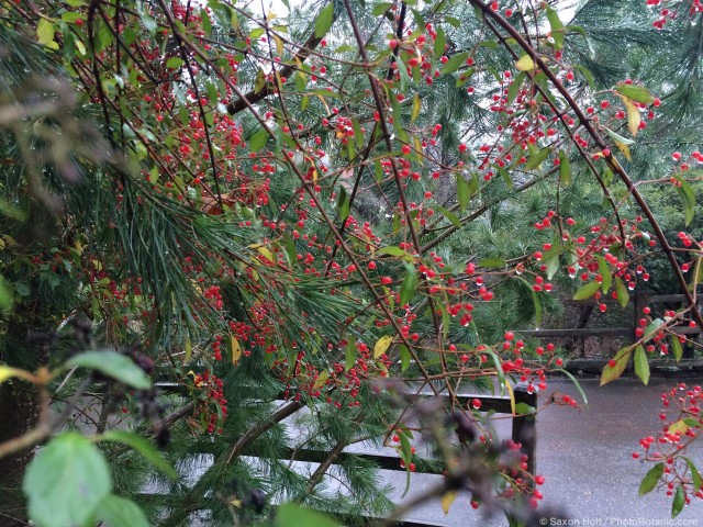 Viburnum foetidum v. ceanothoides - red winter berries in rain