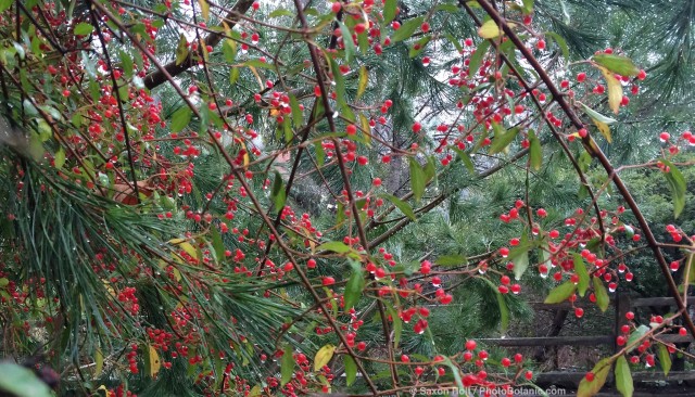 Viburnum foetidum v. ceanothoides - red winter berries in rain