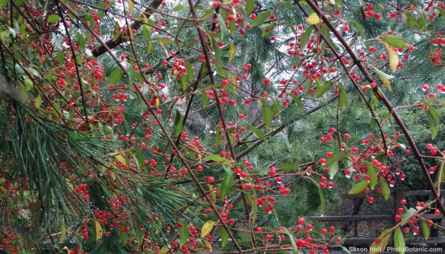 Viburnum foetidum v. ceanothoides - red winter berries in rain