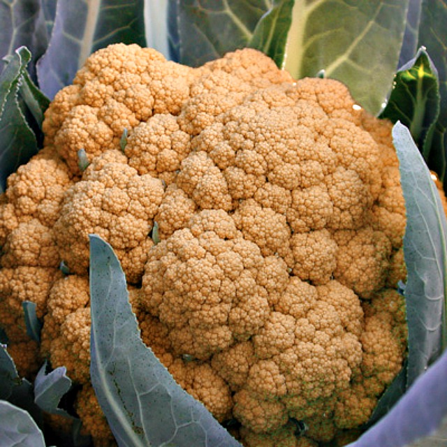 Territorial seed-Orange burst Cauliflower