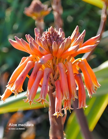 Aloe maculata, resized