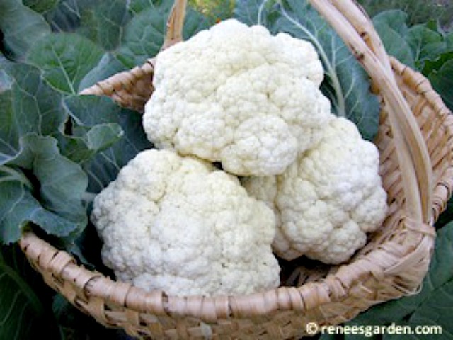 Cauliflower 'Amazing Taste'