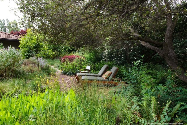 Lounge chairs under shady oak trees in back yard habitat California native plant garden with bog, Schino