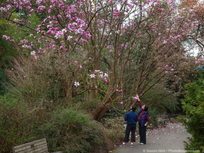 Magnolia sprengeri v. 'Diva', flowering deciduous Claret Cup tree in San Francisco Botanical Garden