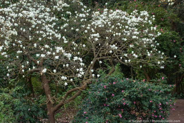 Magnolia denudata the lilytree or Yulan magnolia, white flowering deciduous tree in San Francisco Botanical Garden
