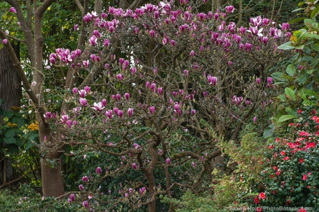 Magnolia soulangeana 'Picture', flowering dedicuous Saucer Magnolia tree in San Francisco Botanical Garden