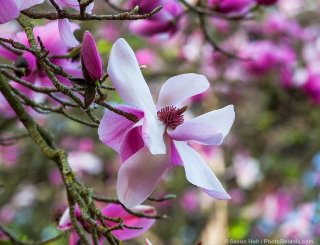 Magnolia sprengeri, flowering deciduous tree in San Francisco Botanical Garden