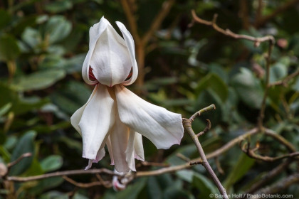 Magnolia campbellii 'Strybing White' flowering deciduous tree in San Francisco Botanical Garden