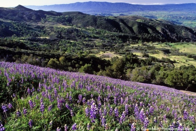 Southern California spring landscape with Lupine wildflowers and oak trees. Los Padres National Forest, Santa Ynez Valley in Santa Barbara County.