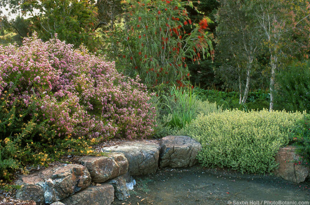 Summer-dry, drought tolerant Australian native plants by stone wall in California garden using Chamelaucium, Westringia, Melaleuca, Callistemon