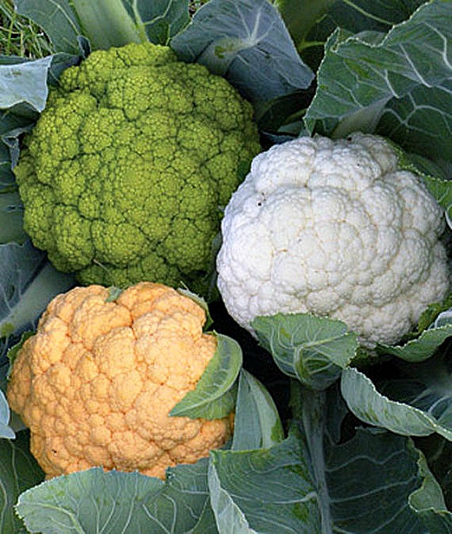 Burpee 'Healthy Mix' Cauliflower