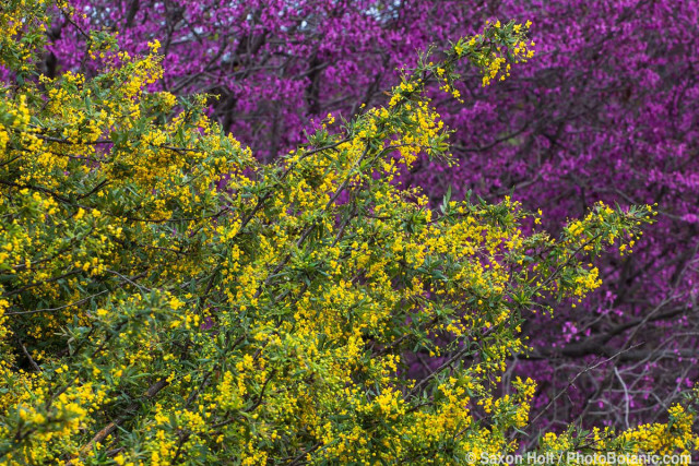 Berberis nevinii - Nevin's Barberry (Mahonia) Yellow flowering California native shrub