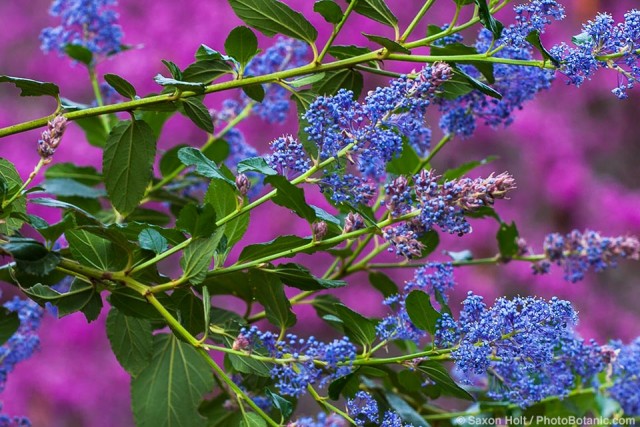 Ceanothus 'Ray Hartman' - California Wild Lilac, blue flowering native shrub