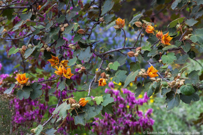 Chiranthomontodendron lenzii (aka Chiranthofremontia); hybrid Monkey Hand tree, inter- generic hybrid between Chiranthodendron and Fremontodendron 'Pacific Sunset'; yellow flowering shrub at Rancho Santa Ana Botanic Garden