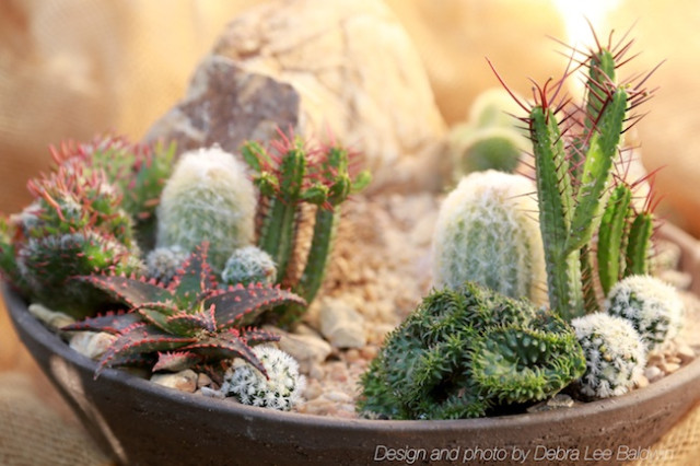 Succulent mini garden