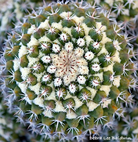 Mammillaria eichlamii low res