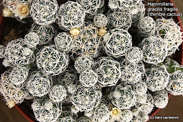 Mammillaria gracilis fragilis (thimble cactus) low res