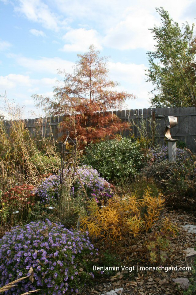 Ecodiverse fall garden