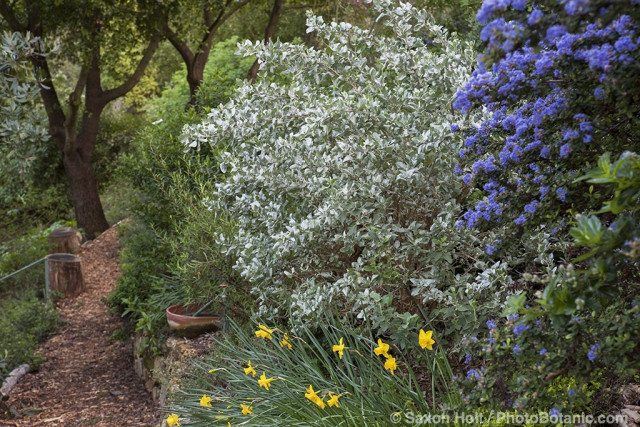 Shrub border with Ceanothus 'Julia Phelps' and silver foliage native plant Salt Bush (Atriplex lentiformis brewerii) in drought tolerant Southern California garden on hillside with oaks, daffodils and mulched path