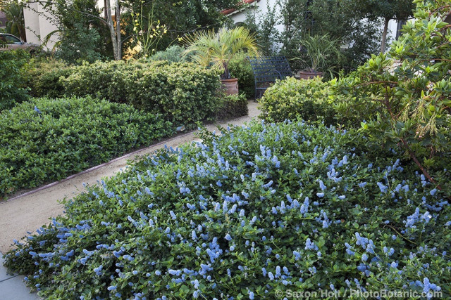 Entry path between Ceanothus groundcovers in Southern California front yard native plant garden
