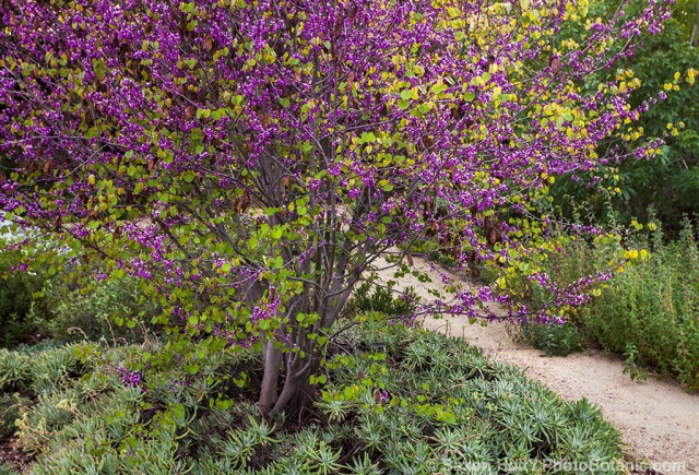Flowering Western Redbud tree (Cercis occidentalis) with groundcover succulents Catalina Island Live Forever (Dudleya virens hasseii) by path in Southern California, drought tolerant native plant garden