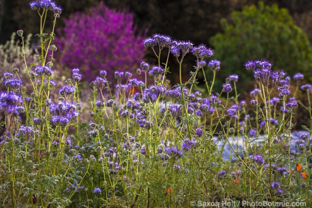 Blue flowering wildflower, Lacy Phacelia (Phacelia tanacetifolia) in Southern California, drought tolerant native plant garden