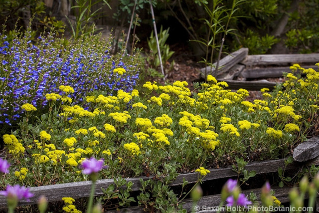 Flower bed of yellow Sulfer Buckwheat (Eriogonum umbellatum) and Blue Bedder Penstemmon edged by short wooden rail fence in Kyte California native plant garden
