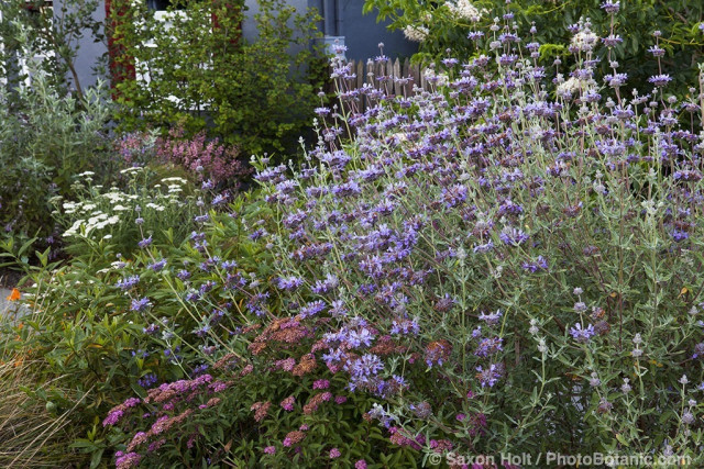 Salvia clevelandii (Cleveland sage) infront yard with California native plants, Heath-Delaney garden