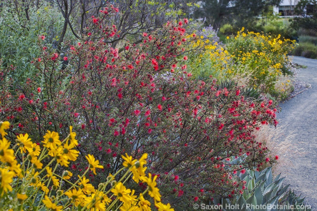 Calliandra californica - Zapotillo or Baja Fairy Duster California native shrub flowering in mixed border, Leaning Pine Arboretum