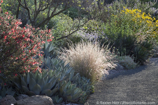 Californa native plant garden at Leaning Pine Arboretum
