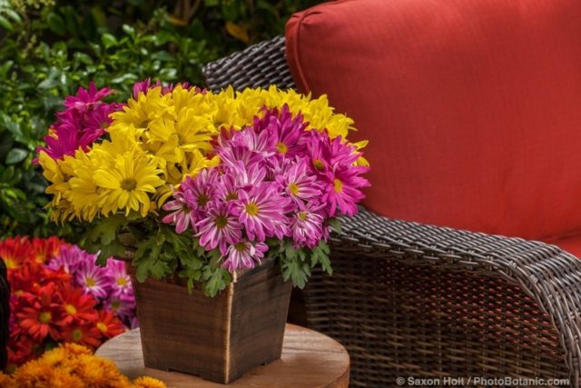 Pot Mum Combo - Spring Milton™, Milton™ Pink. Milton™ Dark Pink, Milton™ Pink Bicolor, potted flowers on patio table - Licensed Photograph © Syngenta