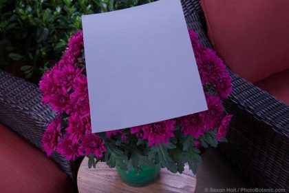 Gray card - Williamsburg™ Purple, Chrysanthemum indicum potted flowers on patio plant stand.