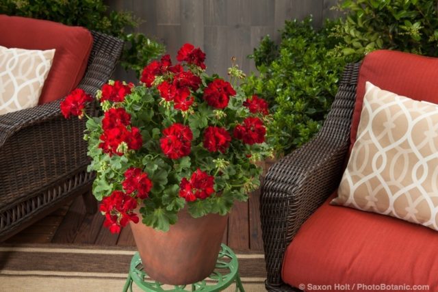 Calliope® Medium Dark Red - Pelargonium interspecific potted flowers on patio plant stand; Licensed Photograph © Syngenta