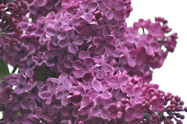 Lilacs...Pixabay.com