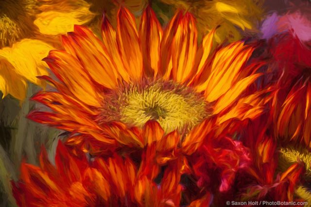 Sunflower, California Spring Trials 2015, flower display at American Takii Seed, Salinas California