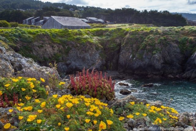 California native wildflowers on coastal bluff at Black Point - The Sea Ranch