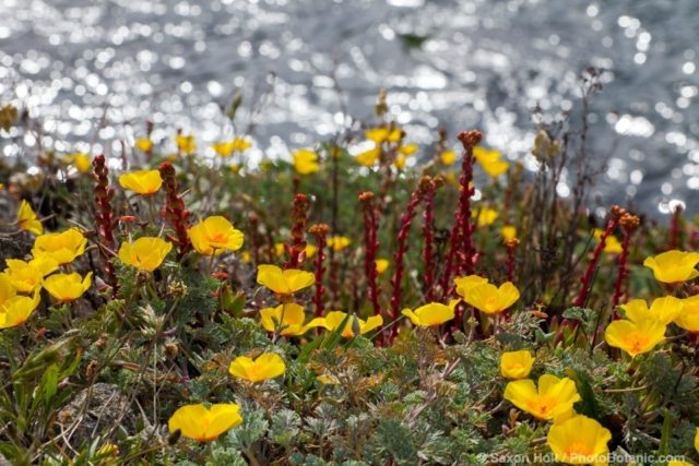 California native wildflowers Dudleya farinosa and Eschscholzia californica, yellow coastal form of California poppy at The Sea Ranch