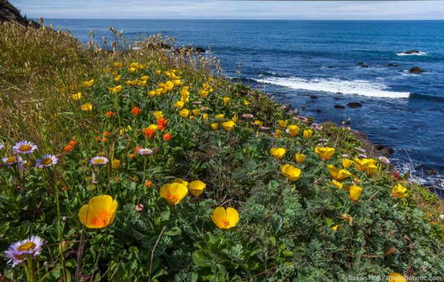 California native wildflowers on coastal bluff overlooking Pacific Ocean at The Sea Ranch