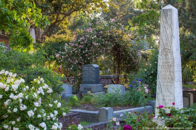'Souv de Mme Leonie Viennot', old rose on trellis in Sacramento Old City Cemetery; 'Marie' Pavie' white rose