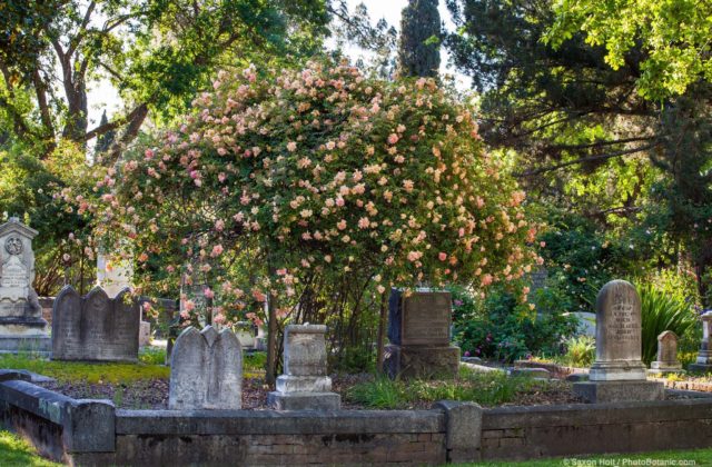 Old roses in Sacramento Old City Cemetery