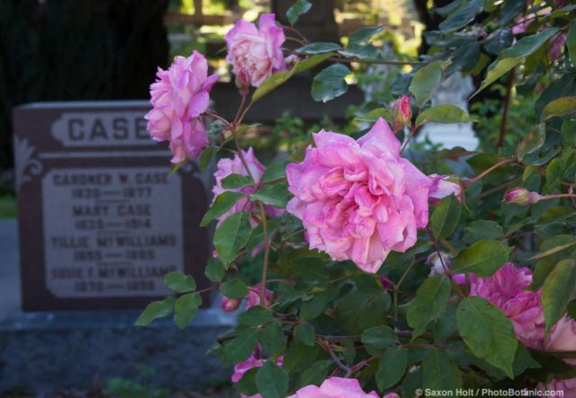 Old roses in Sacramento Old City Cemetery