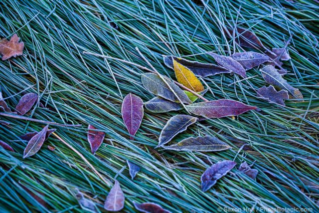 frost on meadow grass lawn (Festuca rubra) and tree leaves in California garden in winter