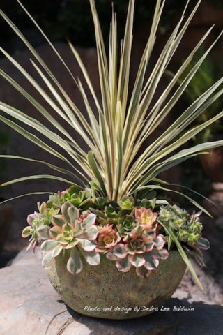 succulents-and-cordyline-_a_r
