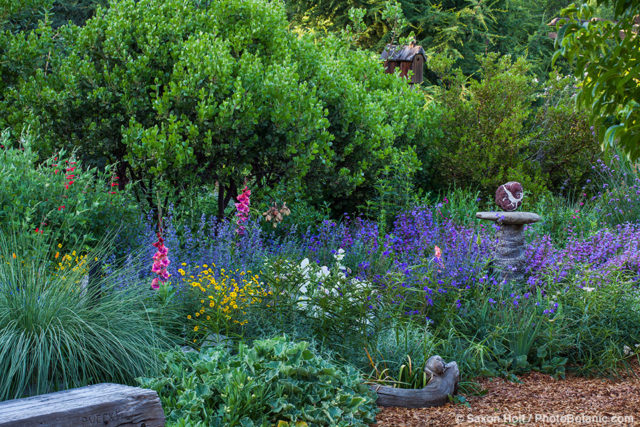 A trio of manzanita Arctostaphylos ‘Dr. Hurd’ in the background and a deep blue/purple pool of Nepeta ‘Walker’s Low’ and Penstemon ‘ Catherine de la Mare’ in the foreground of garden bee-friendly border. A few Crimson Salvia darcyi blooms enliven the scene; Kate Frey mixed border Garden
