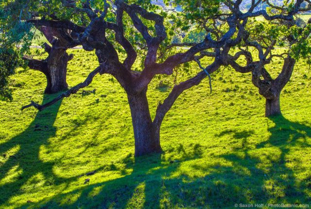 Oak trees (Quercus lobata) on Mt. Burdell State Park, Novato, California