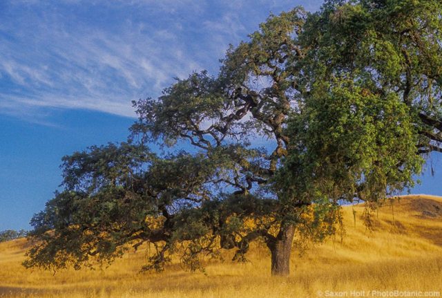 California native Valley Oak tree - Quercus lobata