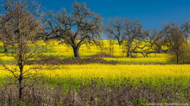 Yellow mustard spring wildflowers in Sonoma County California field with dormant Oak trees (Quercus lobata)