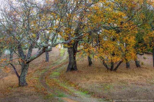 Quercus kelloggii, California Black Oak trees in autumn on Pinheiro Fire Road, Rush Creek Open Space, Marin County